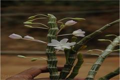 Dendrobium crepidatum